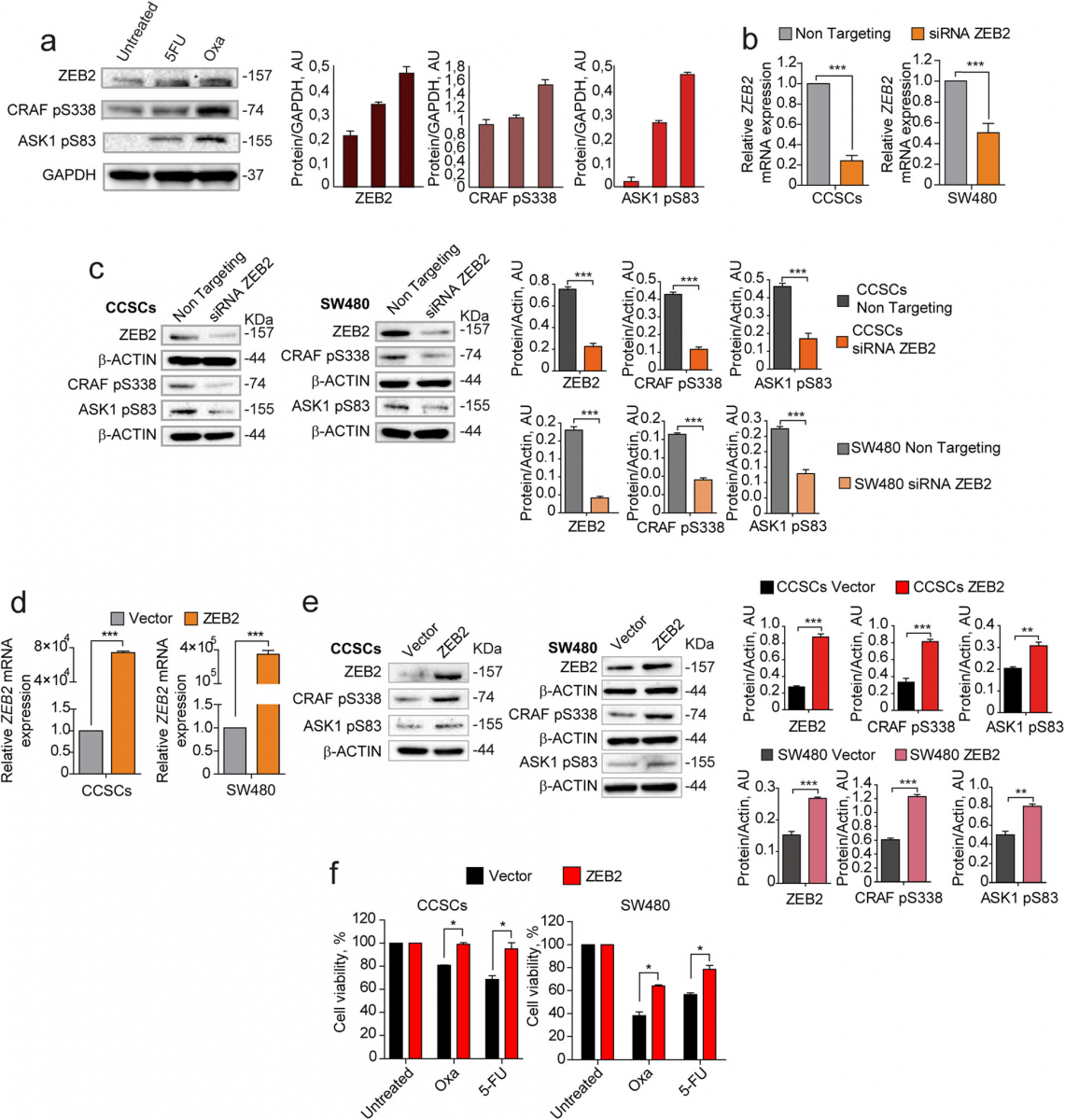 Fig. 3 Coordinated expression and modulation of ZEB2, pCRAF and pASK1.